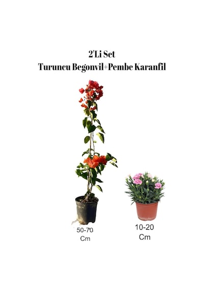 2'li Set Turuncu Begonvil+ Pembe Karanfil Çiçeği Dış Mekan Bitkisi