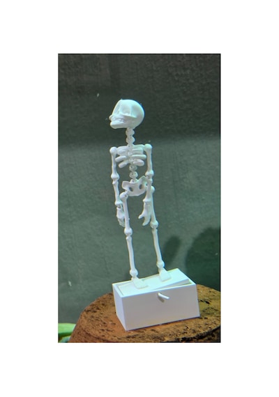 14 Cm Dans Eden İskelet Akvaryum