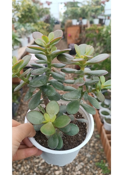 Crassula Ovata Minima 13 Cm Saksılı Mini Para Ağacı Sukulent