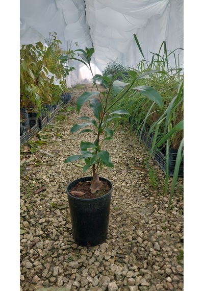 Sapodilla Fidanı 40 Cm 4 Yaş