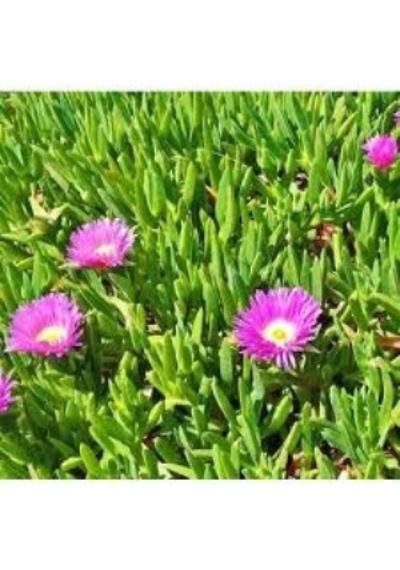 Kaz Ayağı Çiçeği 1 Adet Carpobrotus Acinaciformis