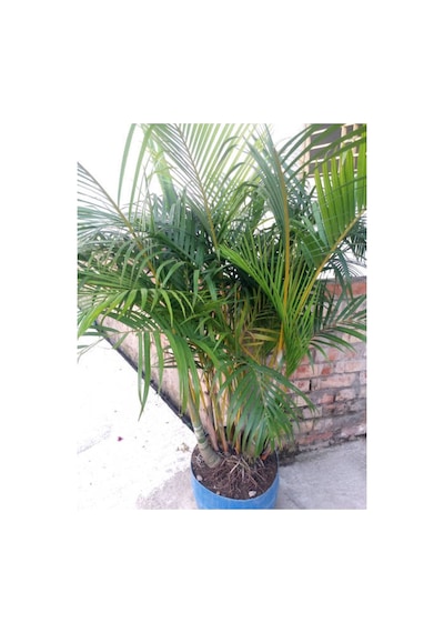 Bol Yapraklı 1 Adet Areka Palmiyesi Fidanı 100-120cm Saksılı Areca Palm