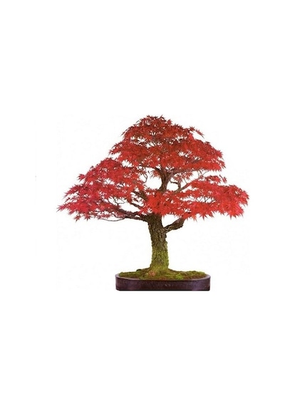 Bodur Red Maple Bonzai Ağacı Ekim Seti 5 Tohum +Saksı+Toprak+