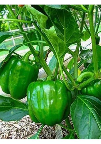 Erdem Garden Doğal Antep Dolma Biberi Canan 100 Ad. Tohum Sku: Smgstk8f77aeb7cb Açık Gri