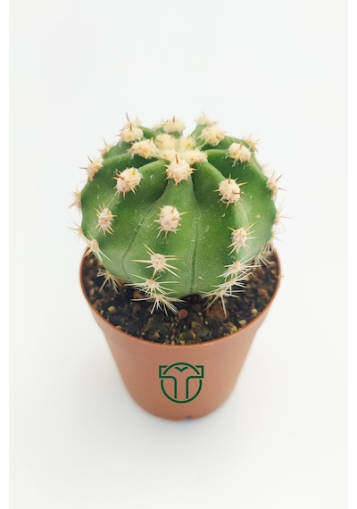 Echinopsis Subdenudata Beyaz Çiçekli Kaktüs 5.5 Cm Saksıda