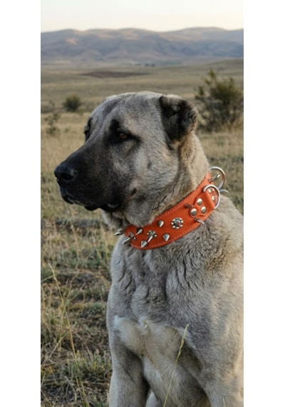 Deri Çivili Pitbull Kangal Av Köpekleri Koruma Tasması 80x5 Cm 2xl Beden Turuncu