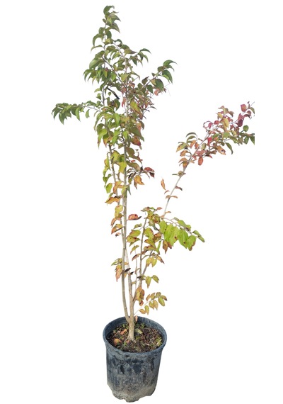 Ketembilla Fidanı 5 Yaş 120 Cm