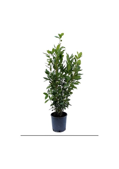 Kokulu Defne Çalısı Fidanı 1 Adet Saksılı/tüplü Laurus Nobilis