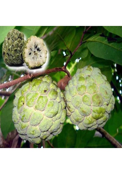 Sugar Apple Fidanı Aşısız 2 Yaş 40 Cm 2 Adet