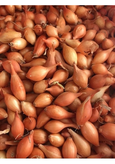 Yerli Arpacık Soğan 2 Numara 1 Kg