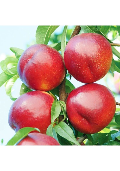 Tüplü Yarı Bodur Orion Aromalı Nektarin Fidanı