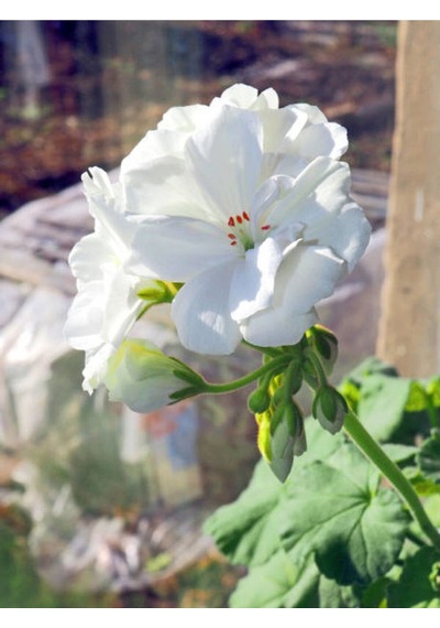 Karışık Renkli Canlı 2 Adet Sardunya Fidesi 20-40cm Saksılı Geranium