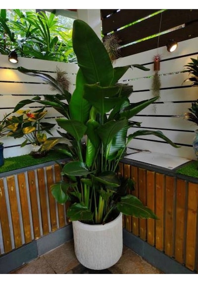 Mini Saksıda Starliçe Cennet Kuşu Çiçeği 5 15 Cm 1 Adet Salon Bitkisi Strelitzia Nicolai