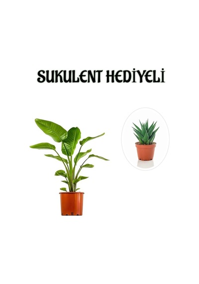 Hediyelik Starliçe Cennet Çiçeği Bitkisi Sevgililer Gününe Özel Sukulent Hediyeli