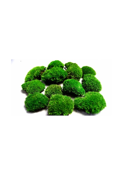 KAYA YOSUNU MOSS 2000 cm²  - TERARYUM ZEMİNİ CANLI YOSUN