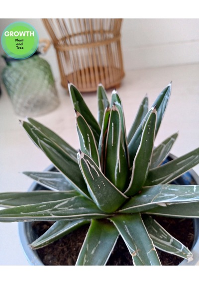 Agave Reginae-kraliçe Victoria Kaktüsü 1 Adet