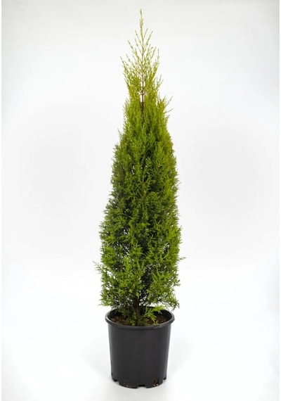 Serada Decor Plant Limoni Selvi Limon Çamı 38-40 Cm Çit Duvar Yapımına Uygun Dış Mekan