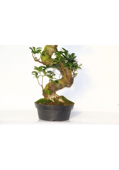 GİNSENG 10 YAŞINDA  60 CM