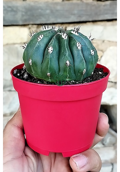 Melocactus Maxonii Inermis Nadir Tür Koleksiyonluk Kaktüs