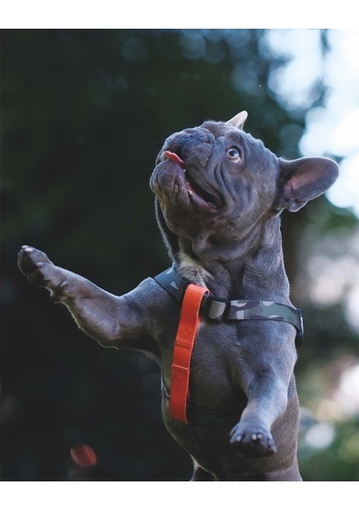 M-pets Wıld Jungle Harness L