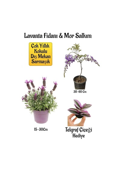 Yoğun Kokulu Lavanta+kokulu Mor Salkım Ağacı Fidanı Telgraf Çiçeği Bahçe Seti