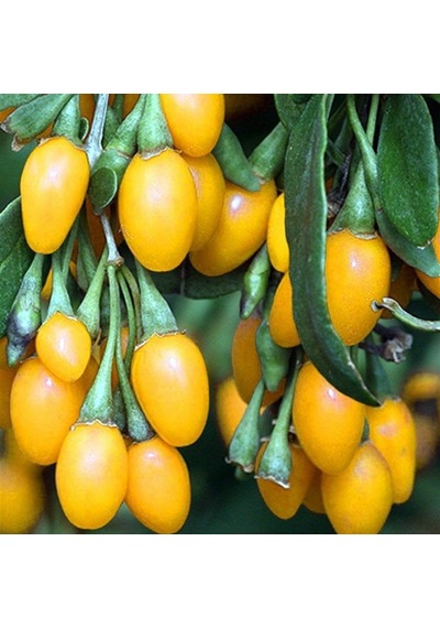 Amber Sweet ALuni Sarı Goji Berry Fidanı