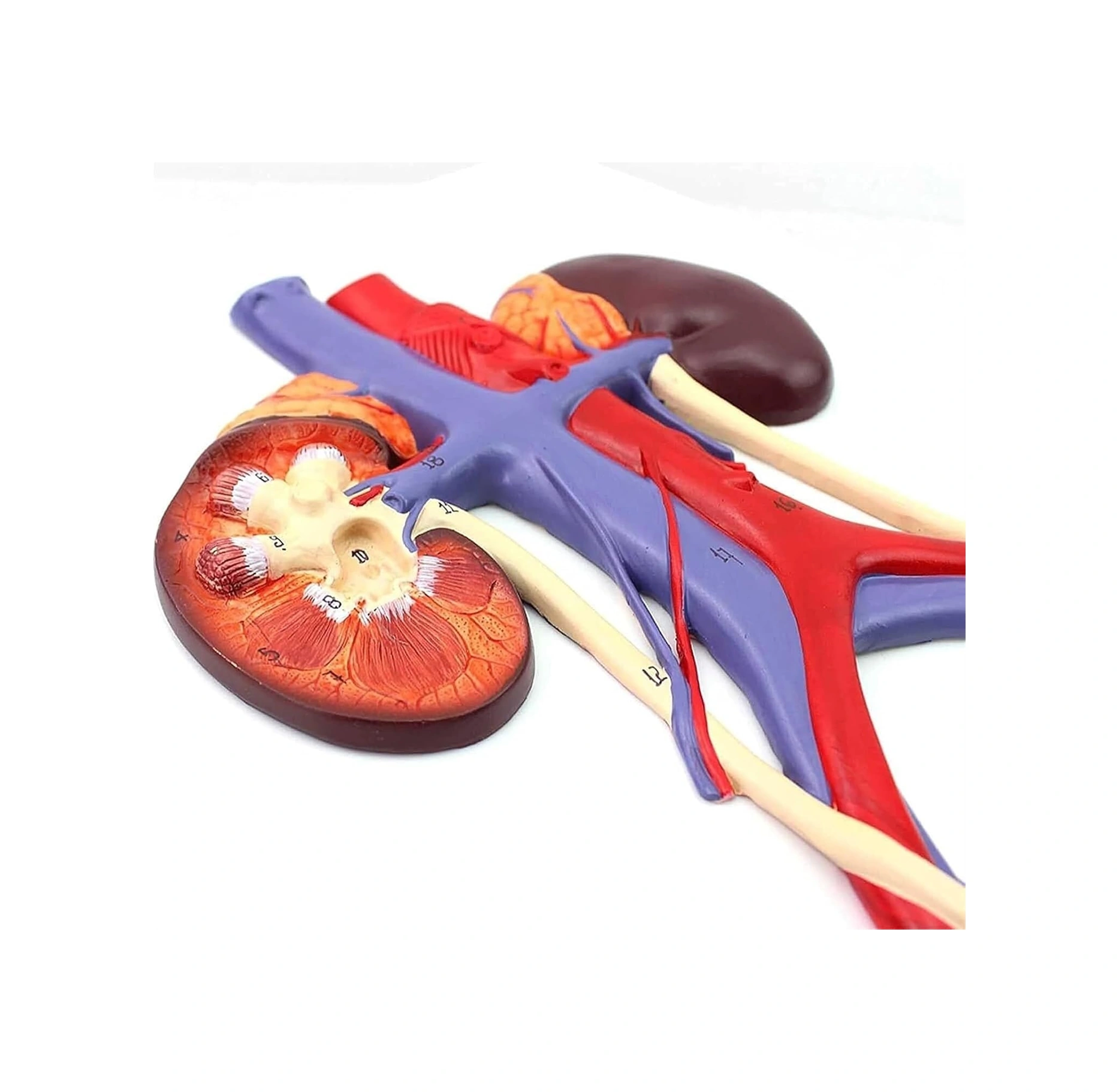 Üriner Sistem Modeli Üreteral Üretra Modeli Böbrek Anatomisi Modeli Eğitim İçin