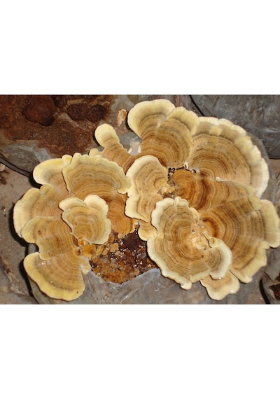 Hindikuyruğu Coriolus Versicolor 50 G