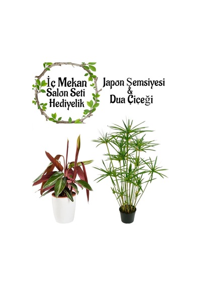 Japon Şemsiyesi 40-60cm 1 Adet Saksılı+pembe Dua Çiçeği 1 Adet Saksılı Salon Seti