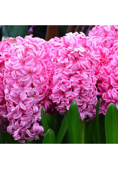 Naturel Pink Surprise Sümbül Soğanı 3 Adet