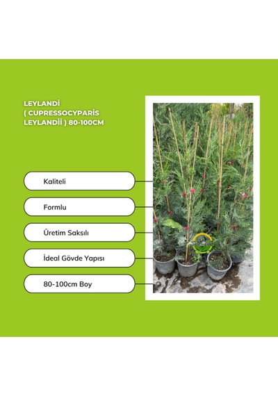 Leylandi Cupressocyparis Leylandii 80-100cm