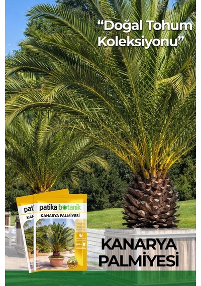 5 Adet Kanarya Palmiyesi Çiçek Tohumu (Phoenix Canariensis)