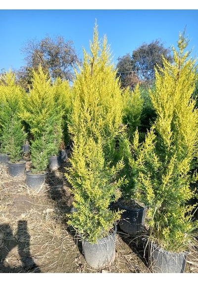 Selvi Limon Çamı 140-170 Cm