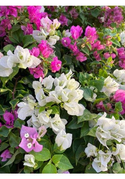Çift Renk Pembe Beyaz Begonvil Çiçeği 1 Adet 45-65 Cm Saksılı/ Tüplü Bougainvillea
