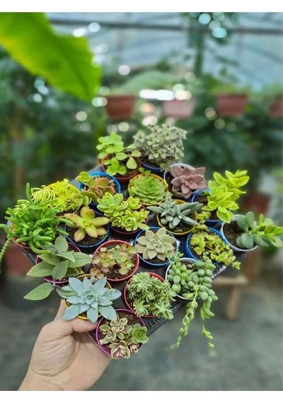Karışık Sukulent Kaktüs Seti 3 Adet Saksılı 5-10cm Özel Tür Haworthia Fasciata