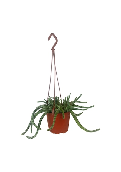 Çiçek Açan Yılan Kaktüsü | Chamaecereus Silvestrii