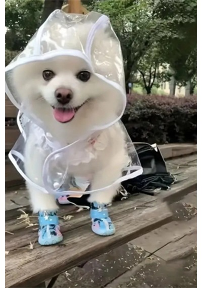 1 Adet-pomeranian Şeffaf Köpek Yağmurluğu Pvc, Su Geçirmez, Tüm Irklar İçin Uygun