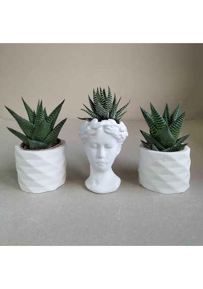Haworthia 3'lü Sukulent Seti | Helen Beyaz Seri