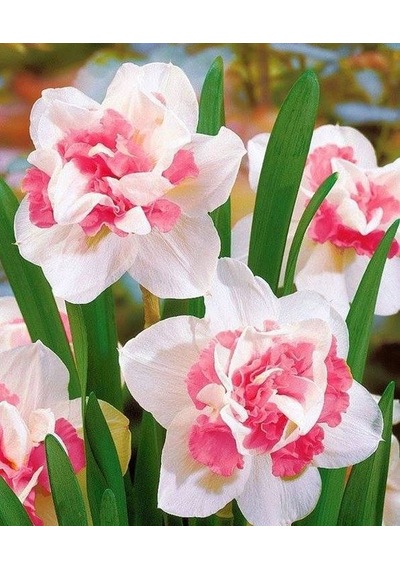 4 Adet Beyaz-pembe Katlı Nergis Çiçeği Soğanı Kokulu