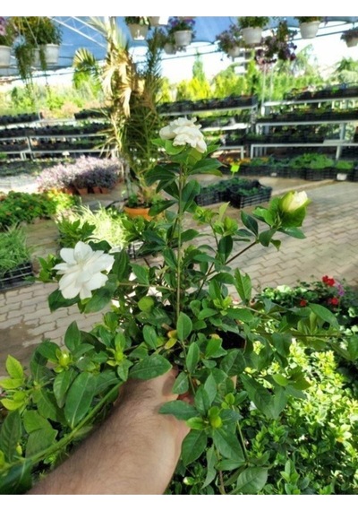 Videolu 1 Adet Mis Kokulu Gardenya Çiçeği Hediyelik 25-40 Cm Saksılı Iç Mekan Bitki Gardenia