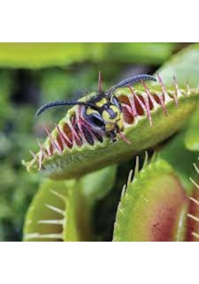 15 Adet Tohum Nepenthes Sinek Kapan Etobur Etçil Bitki Çiçek