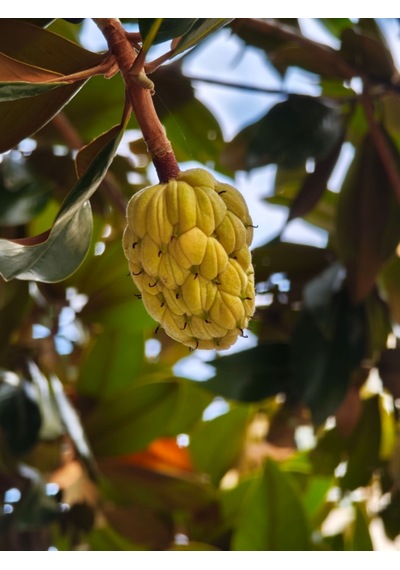 Tüplü Büyük Çiçekli Manolya Fidanı Magnolia Grandiflora Herdem Yeşil Kokulu