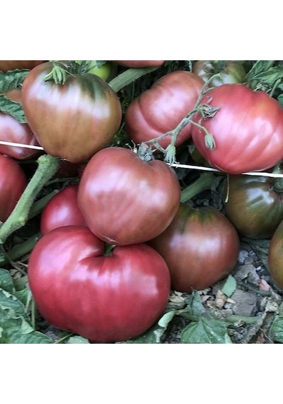Dwarf Purple Heart Kalp Domates Tohumu 15 Tohum