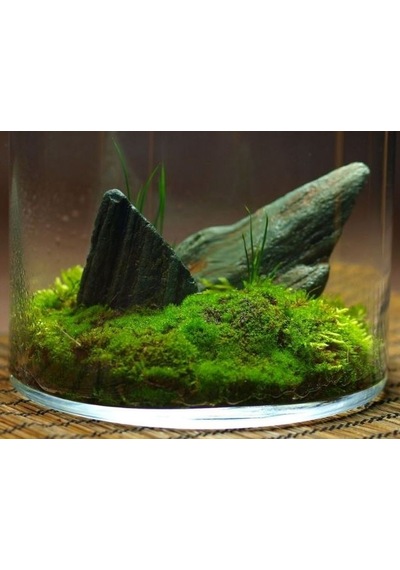 KAYA YOSUNU MOSS 2000 cm²  - TERARYUM ZEMİNİ CANLI YOSUN
