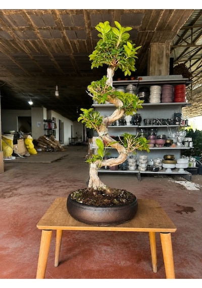 Taş Saksı S Gövde Ginseng Bonsai 80cm