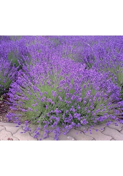 Lavanta Fidanı 30 Adet - Saksıda 20-30 Cm