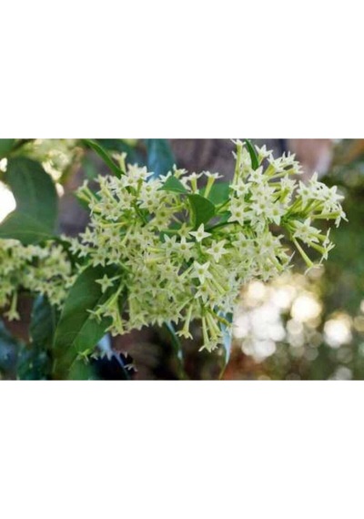 Mis Kokulu Melisa Kolanya Çiçeği Fidanı 40-60 Cm Saksılı Çiçekli Bodur Cestrum Nocturnum