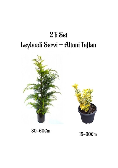 Leylandi Çam Ağacı Fidanı+altuni Taflan Çit Bitkisi 2'li Set Dış Mekan Bitkileri