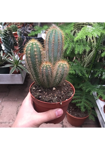 Pilosocereus Azureus (Kaktüs) Ø10,5 CM Y15-20 CM