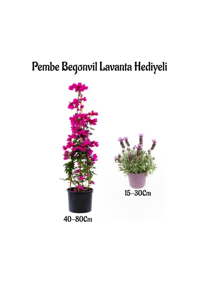 Pembe Renk Begonvil Çiçeği 40-80cm Mor Lavanta Fidanı Hediyeli Bahçe Bitkisi, Bts001na0915